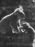 Koala and Her Cub Reprodukcja zdjęcia