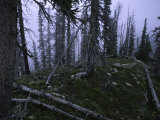 Dead Trees, Colorado Prints by Michael Brown