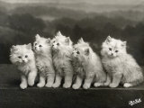 Row of Five Adorable White Fluffy Chinchilla Kittens Photographie par Thomas Fall