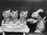 Living Kittens Dressed up are Served a Meal by Their Chef Rabbit Photographie par Harry Whittier