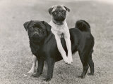 Couple of "Banchory" Pugs Photographie par Thomas Fall