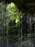 Dripping Water at Grotto Falls, Montana Photographie par Ryan Ross