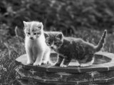 Two Kittens Stand in a Bird Bath Watching Something in the Grass Photographie par Thomas Fall