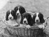 Four Large Puppies Crowded in a Basket. Owner: Browne Photographic Print by Thomas Fall