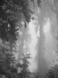 Forest Near Chubitang, at About 2000 Meters Photographic Print