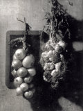 Still Life Study Photographie