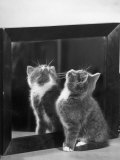 This Small Grey and White Kitten Stares up at the Ceiling While Sitting Next to a Large Mirror Photographic Print by Thomas Fall