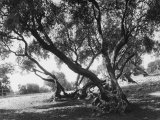 Olive Trees (Olea Europea), Tivoli Photographic Print