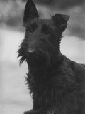 Head Study of an Unnamed Scottie with a Floppy Ear. Owner: Cross Photographie par Thomas Fall