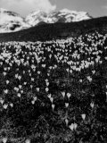 The Passage of Stelvio in the Spring Photographic Print