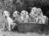 Six of the Puppies are Crowded in the Basket the Seventh is the Clever One as He Sits Outside It Photographie par Thomas Fall