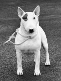 Champion Abraxas Audacity Crufts, Best in Show, 1972 Stampa fotografica di Thomas Fall