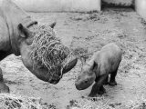 Black Rhinoceros with Straw on Her Face Playing with Her Baby Rhino! Photographic Print