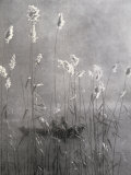 Wild Flowers Growing on Te Banks of a Pond Photographic Print