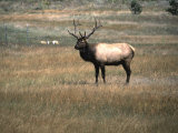 An Elk in the Grassland in Colorado Prints by Michael Brown