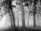 Autumn Mists a Scene Among the Trees in Abingdon Park Northampton Northamptonshire England Lámina fotográfica