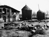 Restone (Figline Valdarno). Haystacks and Grazing Sheep Photographie