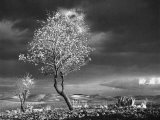 Almond Tree in Bloom in Sicily Photographic Print