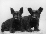 Two Timid Looking Black Scottie Puppies Photographie par Thomas Fall