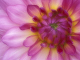 Dahlia, Sammamish, Washington, USA 写真プリント - ダレル・グリン