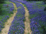 Tracks in Bluebonnets, near Marble Falls, Texas, USA Photographic Print by Darrell Gulin