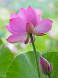 Perry's Water Garden, Lotus Blossom, Franklin, North Carolina, USA Fotografisk tryk af Joanne Wells Perry's Water Garden, Lotus Blossom, Franklin, North Carolina, USA Fotografisk tryk af Joanne Wells
