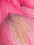 Lotus Petals with Dew, Perry's Water Garden, Franklin, North Carolina, USA Photographic Print by Joanne Wells