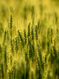 Wheat Crop in Palouse, Washington, USA Photographic Print by Terry Eggers