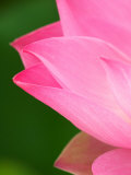 Perry's Water Garden, Lotus Blossom, Franklin, North Carolina, USA Photographic Print by Joanne Wells