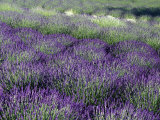 Lavender Fields in Sequim, Olympic Peninsula, Washington, USA Photographic Print by Jamie & Judy Wild