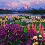 Adam Jones - Iris and Lupine Garden and Teton Range at Oxbow Bend, Wyoming, USA Fotografická reprodukce Adam Jones - Iris and Lupine Garden and Teton Range at Oxbow Bend, Wyoming, USA Fotografická reprodukce