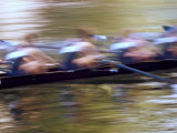 Crew Rowing, Seattle, Washington, USA Photographic Print by Terry Eggers