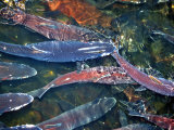 Migrating Salmon, Washington, USA Photographic Print by William Sutton