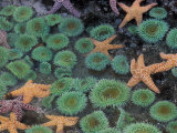 Starfish and Sea Anemones in Tidepool, Olympic National Park, Washington, USA Fotografie-Druck von Darrell Gulin