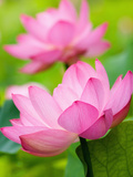 Perry's Water Garden, Lotus Blossom, Franklin, North Carolina, USA Photographic Print by Joanne Wells