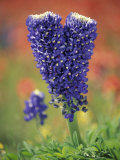 Double-Flowered Texas Bluebonnet, Hill Country, Texas, USA Photographic Print by Adam Jones
