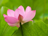 Perry's Water Garden, Lotus Blossom, Franklin, North Carolina, USA Lámina fotográfica por Joanne Wells Perry's Water Garden, Lotus Blossom, Franklin, North Carolina, USA Lámina fotográfica por Joanne Wells