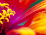 Whirligig Zinnia, Seattle, Washington, USA Fotografie-Druck von Terry Eggers