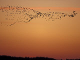 Snow Geese Flock at Dusk, Skagit Valley, Washington, USA Photographic Print by William Sutton