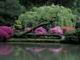 Reflecting pool and Rhododendrons in Japanese Garden, Seattle, Washington, USA Photographic Print by Jamie & Judy Wild