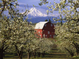 Red Barn in Pear Orchard, Mt. Hood, Hood River County, Oregon, USA Photographie par Julie Eggers