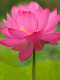 Perry's Water Garden, Lotus Flower, Franklin, North Carolina, USA Photographie par Joanne Wells
