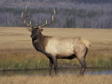 Elk Bull in Meadow, Yellowstone National Park, Wyoming, USA Lámina fotográfica por Jamie & Judy Wild Elk Bull in Meadow, Yellowstone National Park, Wyoming, USA Lámina fotográfica por Jamie & Judy Wild