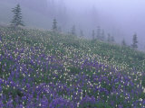 Lupine and Foggy Bistort Meadow, Mt. Rainier National Park, Washington, USA Photographic Print by Jamie & Judy Wild