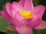 Perry's Water Garden, Lotus Blossom, Franklin, North Carolina, USA Fotografie-Druck von Joanne Wells