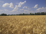 Wheat Crop, Tennessee, USA Photographic Print by Adam Jones