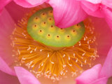 Perry's Water Garden, Lotus Flower, Franklin, North Carolina, USA Photographie par Joanne Wells