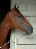Race Horse in Barn, Saratoga Springs, New York, USA Fotografisk tryk af Lisa S. Engelbrecht Race Horse in Barn, Saratoga Springs, New York, USA Fotografisk tryk af Lisa S. Engelbrecht