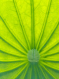 Perry's Water Garden, Lotus Blossom, Franklin, North Carolina, USA Photographie par Joanne Wells