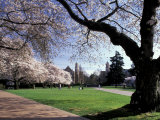 Cherry Trees in Bloom, University of Washington, Seattle, Washington, USA Photographic Print by Jamie & Judy Wild